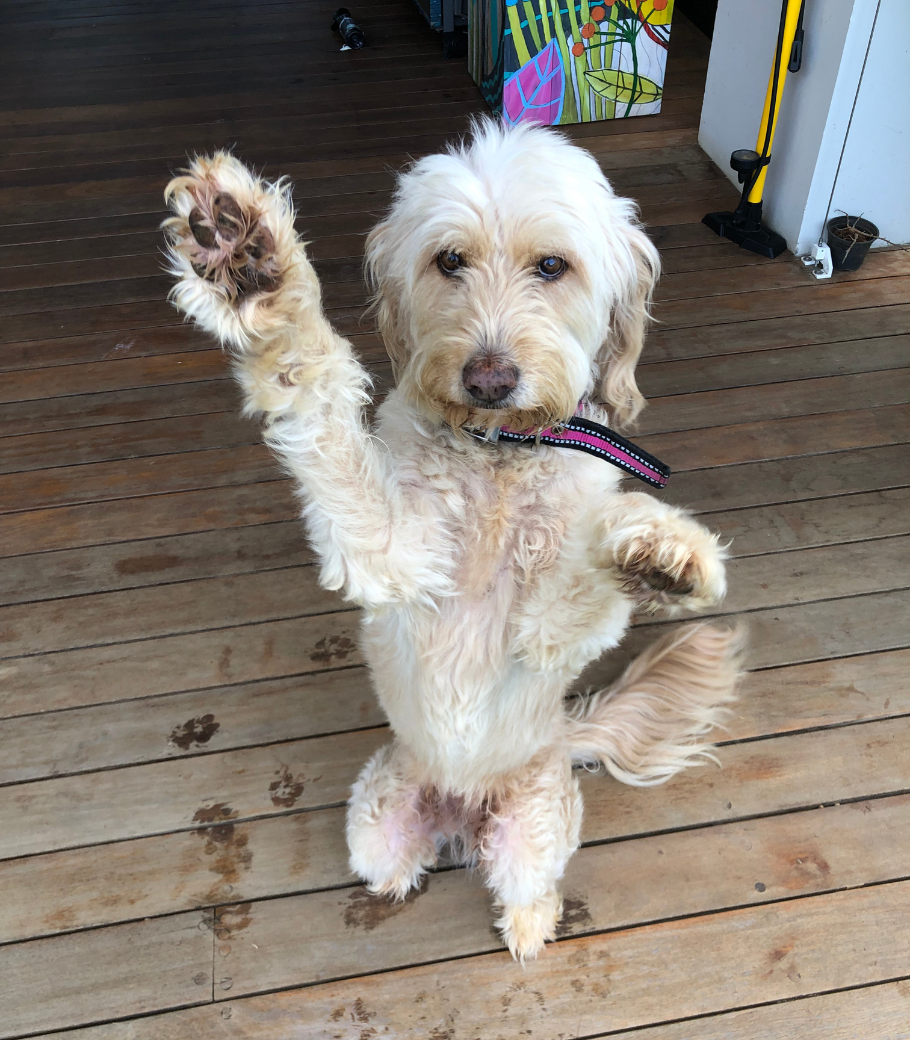 socialique.co about page image 7